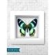 Vector Butterfly In a White Frame On a Brick Wall - GraphicRiver Item for Sale