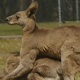 Eastern Grey Kangaroos Mating - VideoHive Item for Sale