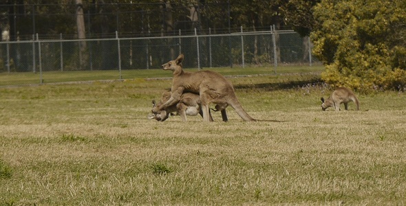 Eastern Grey Kangaroos Mating