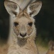Female Eastern Grey Kangaroo With Joey in Pouch - VideoHive Item for Sale