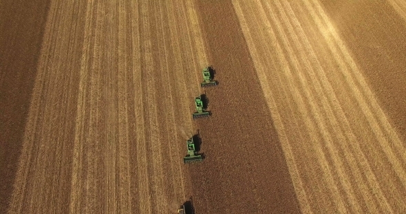 Four Combines Harvest Sunflower alt