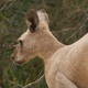 Eastern Grey Kangaroo About To Mate With Female - VideoHive Item for Sale