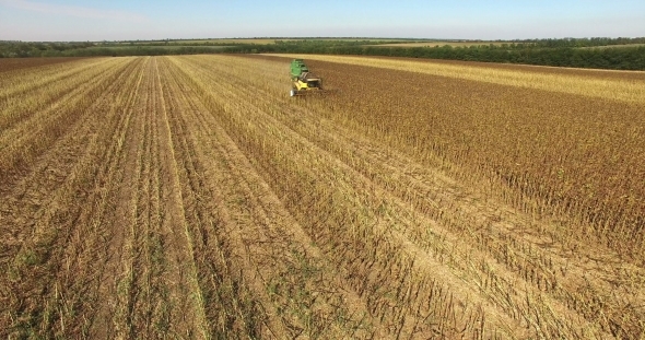 Four Combines Harvest Sunflower alt