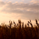 Wheat at Sunrise - VideoHive Item for Sale