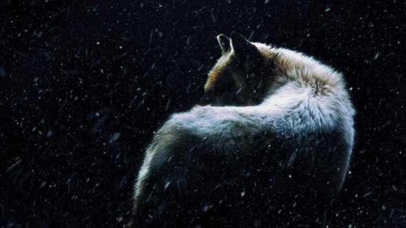 Wolf In Dark Forest With Snow Falling