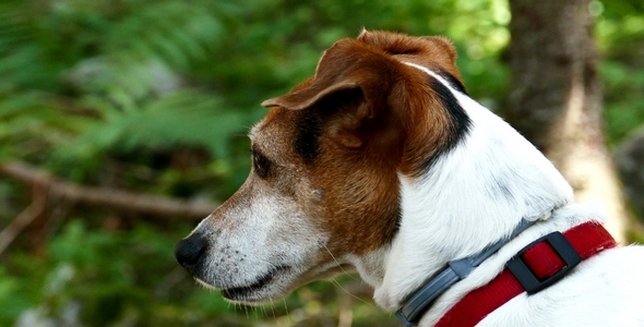 Jack Russell Terrier Portrait 1