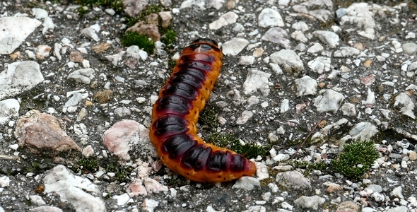 Large Caterpillar 5