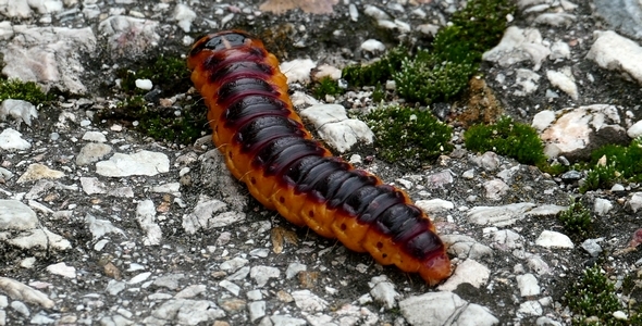 Large Caterpillar 6