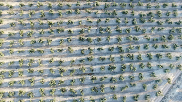 Drone Video on Olive Grove