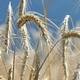 Ears of Wheat - VideoHive Item for Sale