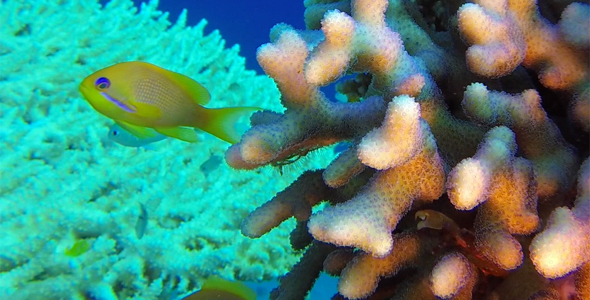 Underwater Colorful Tropical Reef and Coral Crab