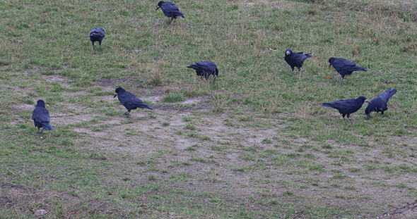 Flock Of Ravens Searching Food