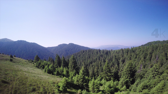 Above the Spruce Forest