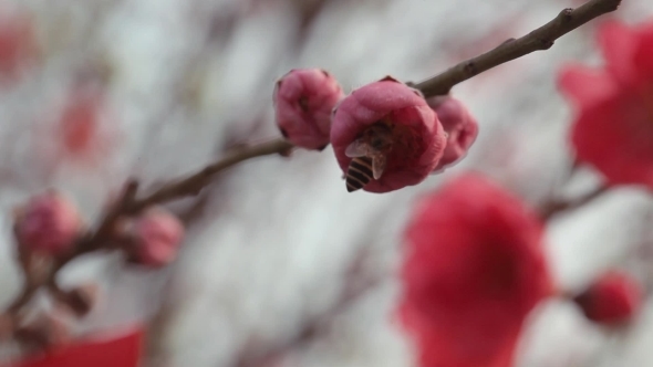  Bee Into Beautiful Pink Sakura Flower In Japan  