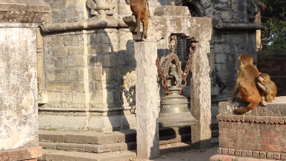 Macaque Jump On The Ruins