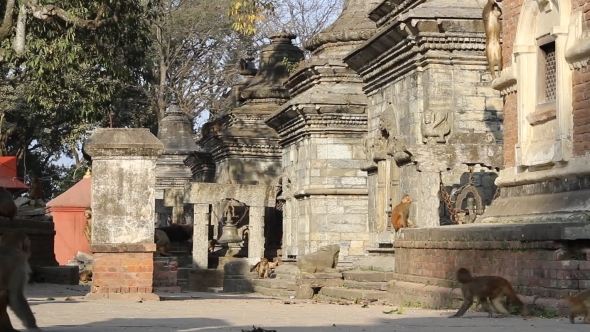 Monkeys Roam Around The Ancient Temple. 
