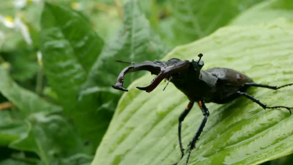 Big Male Stag Beetle Falls Down From a Wet Green Leave After Rain, Slow Motion.