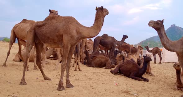 Camels at Pushkar Mela Camel Fair Festival in Field Eating Chewing