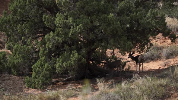Deer Rest In The Shade At Arches National Park 1