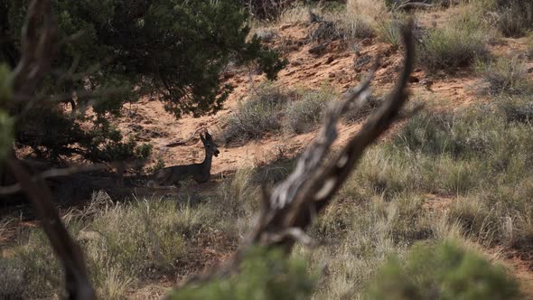 Deer Rest In The Shade At Arches National Park 2 alt