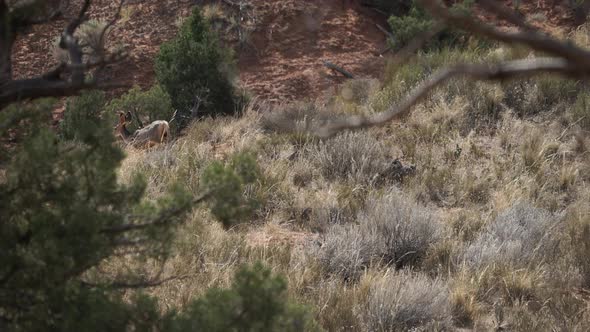 Deer Walking In Arches National Park 1