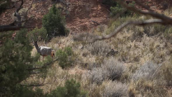 Deer Walking In Arches National Park 2