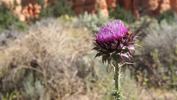 Thistle Bloom In Zion National Park 1