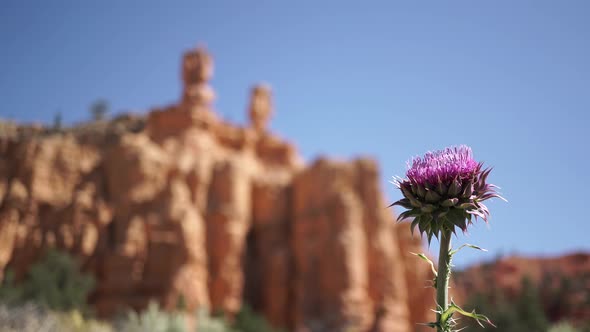 Thistle Bloom In Zion National Park 2