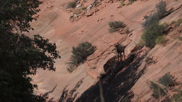 Big Horn Sheep In Zion National Park (2 Of 2)