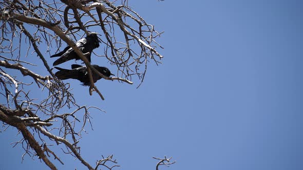 Two Ravens In Bryce National Park (3 Of 3)