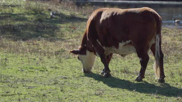 Cows Grazing In Pasture 3