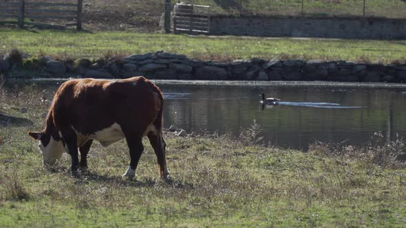 Cows Grazing In Pasture 5