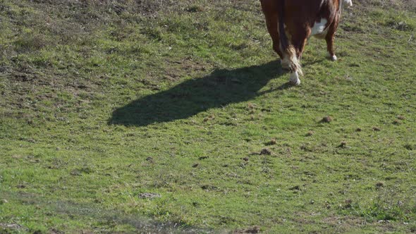 Cows Grazing In Pasture 6 alt