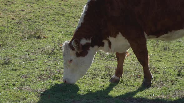 Cows Grazing In Pasture 8
