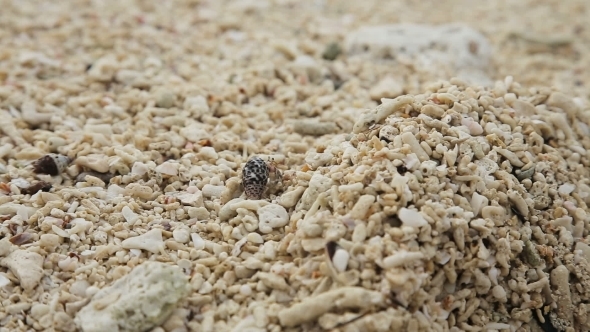 Small Hermit Crab In The Sand.