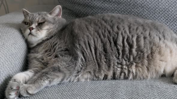 Fat British Cat Sleeps on the Sofa and Looks