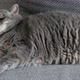 Fat British Cat Sleeps on the Sofa and Looks - VideoHive Item for Sale
