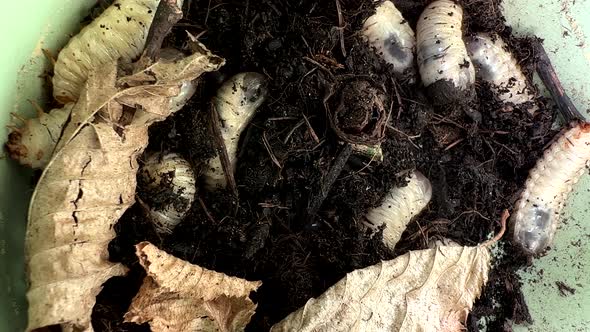 Close up shot white grub moving in soil. A few dried leaves on top of the maggots. Camera looking do