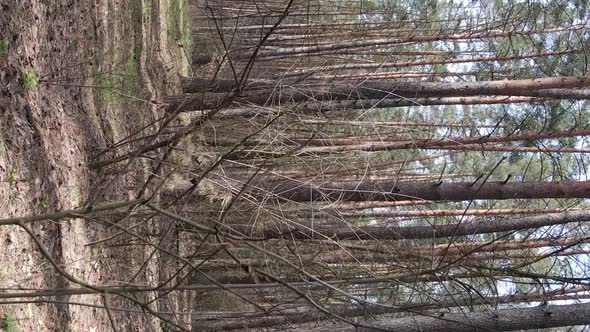 Vertical Video of Trees in a Pine Forest Slow Motion