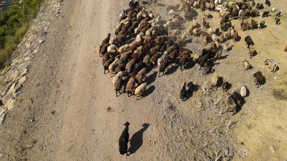 sheep aerial view