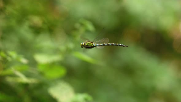 Hovering dragonfly in forest against blurry background; profile shot