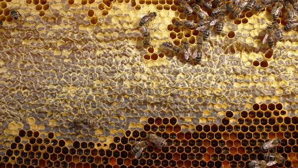 Production of Honey in Domestic Bee Apiary