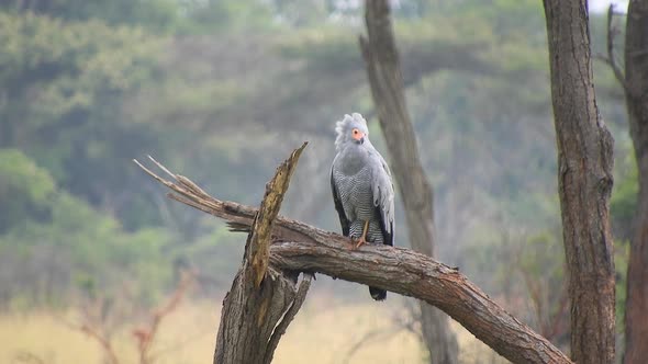 African Harrier-Hawk Prey Bird Sitting on the Tree Watching Around in Africa