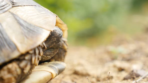 Shallow DOF head of Testudo hermanni turtle hiding in armour 4K 2160p UltraHD footage - Testudo grae