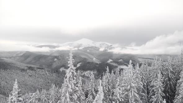 Aerial Drone Flying Above Winter Forest in Mountain Valley