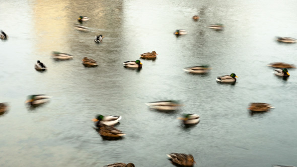 Ducks in the River