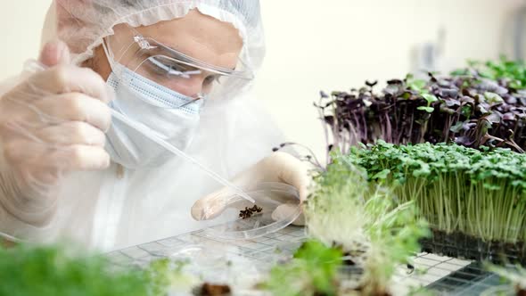 A Scientist in Gloves Examines Fresh Microgreens on a Farm