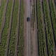 Countryside farm car driving aerial shot in 4k - VideoHive Item for Sale