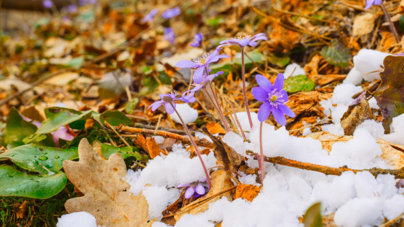 Spring Flowers And Melting Snow