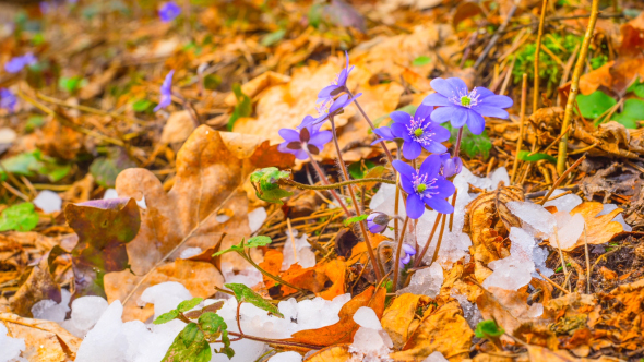 Spring Flowers And Melting Snow